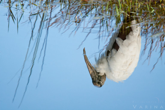 Creative wildlife photography composition from Everglades National Park, Florida by Varina Patel