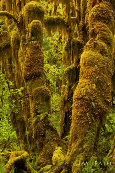 Landscape photo with vibrant colors, Hoh Rain Forest, Olympic National Park by Jay Patel