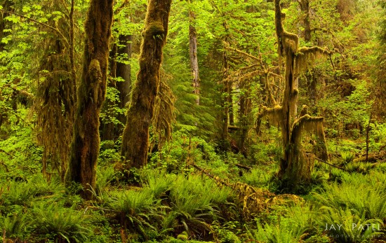 Nature photography from Hoh Rainforest, Washington by Jay Patel