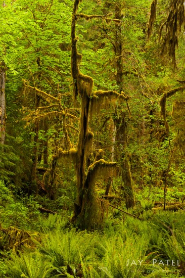 ature photography composition WITHOUT distractions in Hoh Rainforest, Olympic National Park, WA