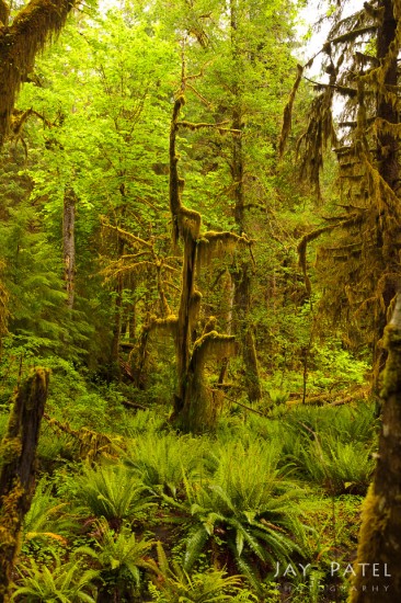 Nature photography composition with distractions in Hoh Rainforest, Olympic National Park, WA
