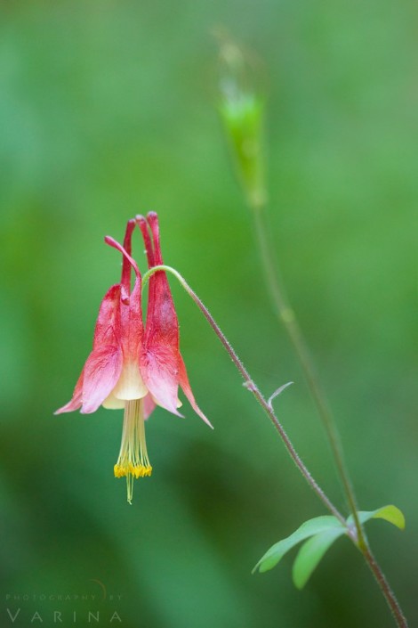 Macro Photography of Columbine Flower