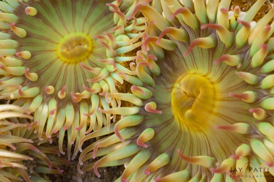 Macro photography of sea anemone in tide pools in Olympic National Park by Jay Patel