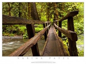 The Log Bridge - Varina Patel