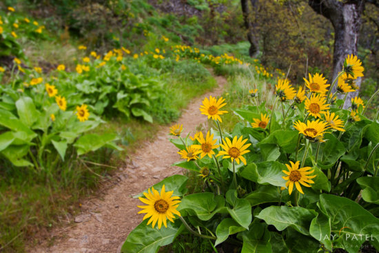 Shallow DOF Landscape Photo from Tom McCall Nature Preserve, Oregon