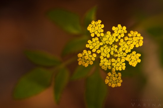 Using light and shallow depth of field to create point of interest for nature photography composition by Varina Patel