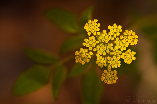 Macro photography composition with camera point straight down by Varina Patel