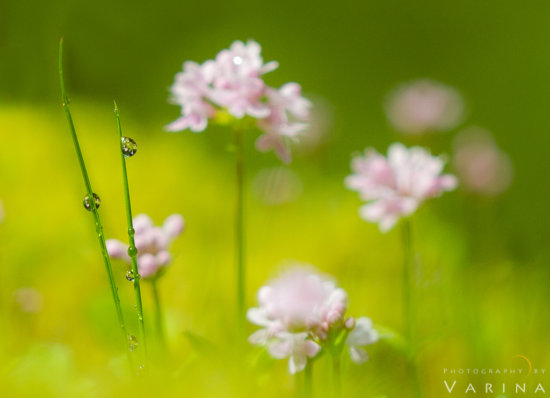 Creative photography using shallow DOF and selective focus by Varina Patel