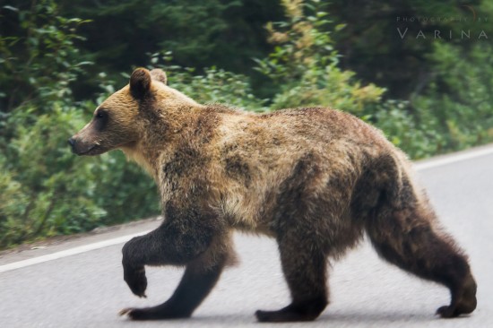 Grizzly Bear Cub - Banff National Park - Alberta, Canada