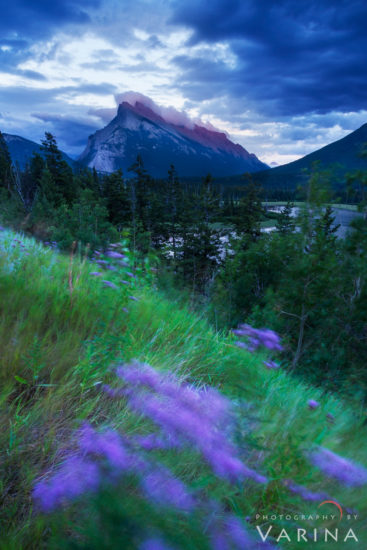 Windy conditions splash of colors in foreground or Mount Rundle - Banff National Park - Alberta, Canada Windy conditions splash of colors in foreground or Mount Rundle - Banff National Park - Alberta, Canada