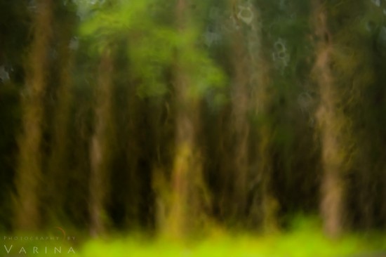 Creative photography during a rainstorm by Varina Patel in Hoh Rainforest