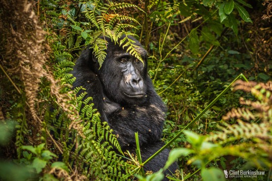 Wildlife Photography of Mountain Gorilla in Bwindi National Park