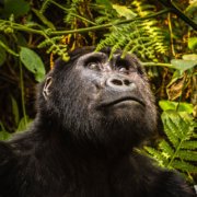 Cover Photo of Travel Photography article about Mountain Gorillas in Uganda by Clint Burkinshaw