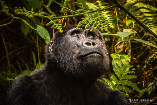 Travel photography of mountain Gorilla in Uganda