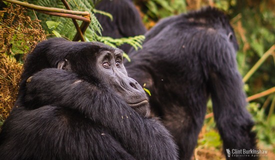 Travel Photography of Mountain Gorillas in Biwindi National Park, Uganada