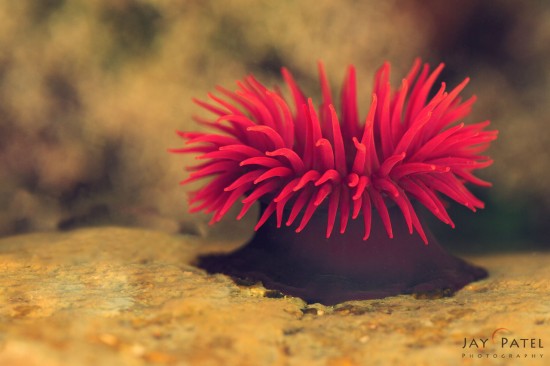 Underwater Macro Photography Example of a Sea Anemone in Australia