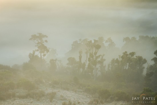 Landscape Photo from Catlins, New Zealand by Jay Patel