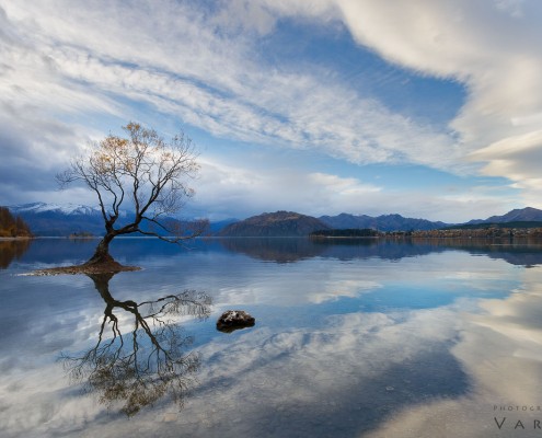 Landscape Photo of Wanka Tree in New Zealand by Varina Patel
