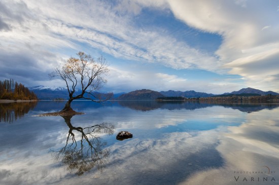 Nature photography composition with a large negative space around the Wanaka Tree in New Zealand by Varina Patel
