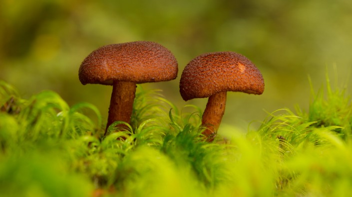 Fiordlands National Park, New Zealand