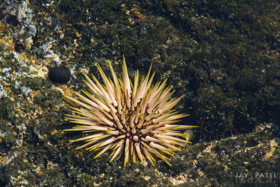 Macro photography in sharp focus - Sea Urchin, Big Island, Hawaii by Jay Patel