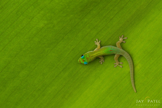 Gecko on a uniform negative space by Jay Patel