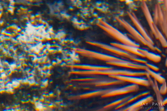 Rainbow effect making the subject appear soft, Sea Urchin Details, Big Island, Hawaii