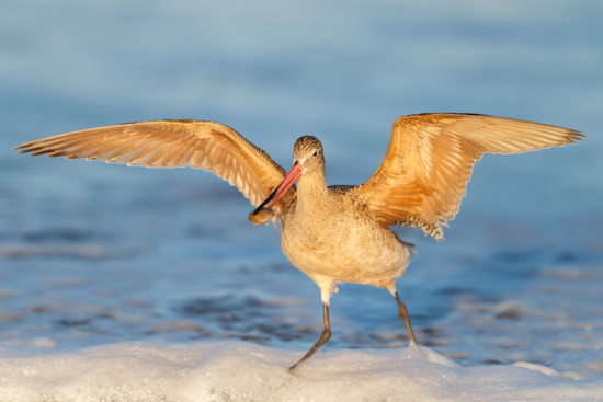 Photographing birds in action during golden hours