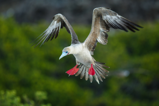 Photographing birds in action by Gaurav Mittal