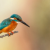 Cover Bird Photography blog by Gaurav Mittal