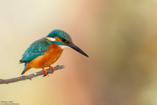 Photographing birds using Canon 7D Mark2 by Gaurav Mittal