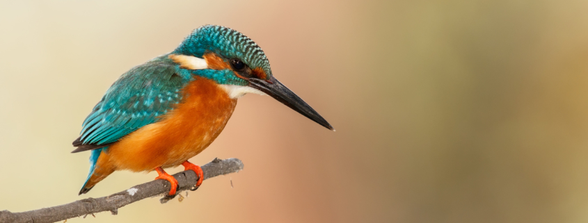 Cover Bird Photography blog by Gaurav Mittal
