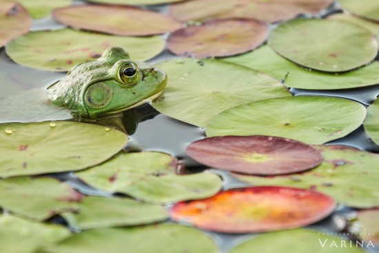 The Keeper of the Pond