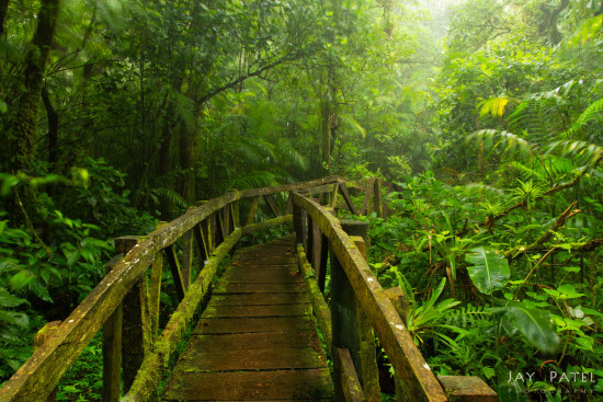 Using a bridge in Mombacho, Nicaragua in your nature photography composition.