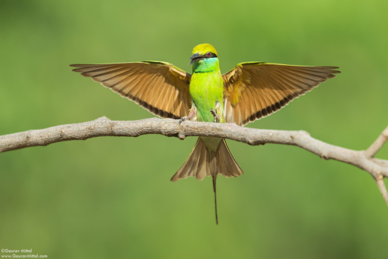 Gitzo Tripod was used to capture this Bird Photo by Gaurav Mittal