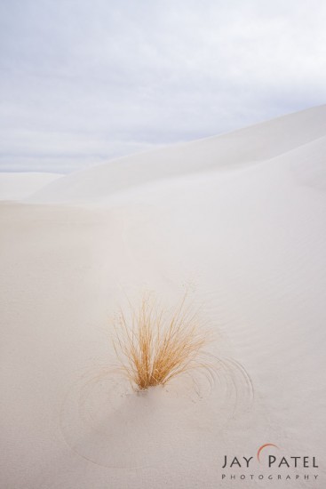 Nature photography on an overcast day at White Sands National Monument, NM by Jay Patel