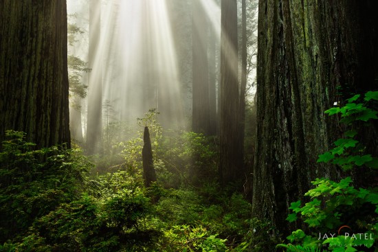 Redwood Forest National Park, California (CA), USA