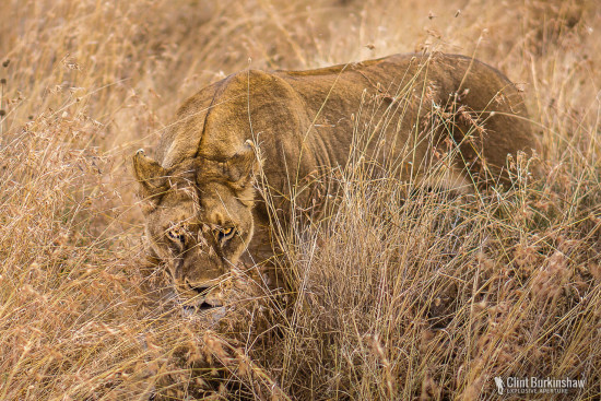 Stalking the Camera man (me), Serengeti, Tanzania