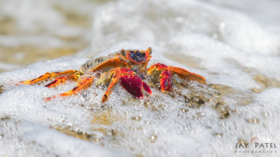 Creative Photography of red crab at Sunset Beach, Mana Island, Fiji