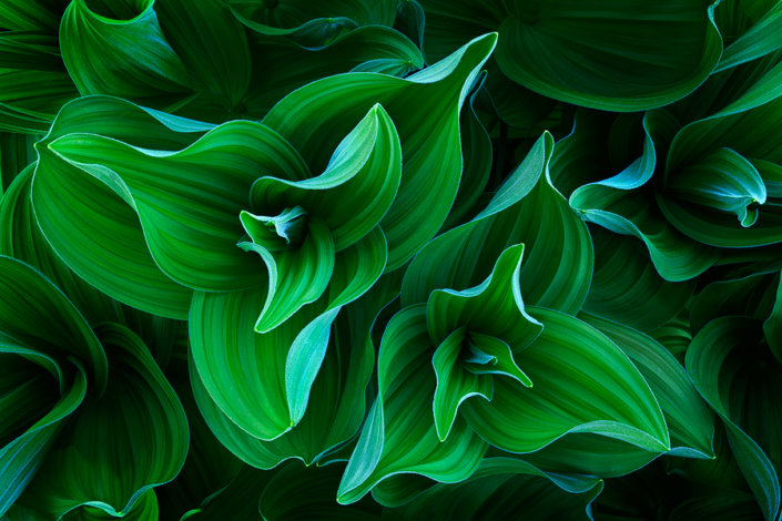 Corn Lily Twins Photograph of corn lily plants in Colorado
