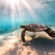 Underwater Nature Photography - Turtle, Big Island, Hawaii by CJ Kale