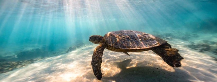 Underwater Nature Photography - Turtle, Big Island, Hawaii by CJ Kale