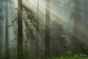Redwood Forest National Park, California (CA), USA