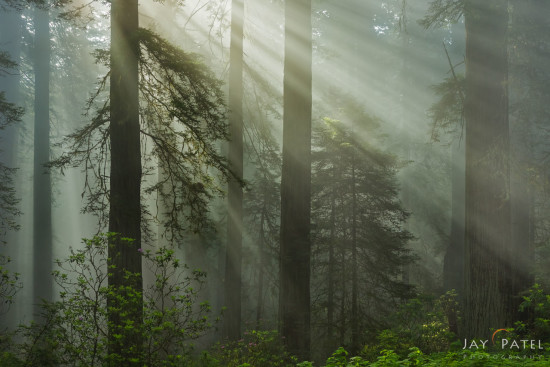 Nature Photography example with sunbeams from Redwood Forest National Park, California by Jay Patel