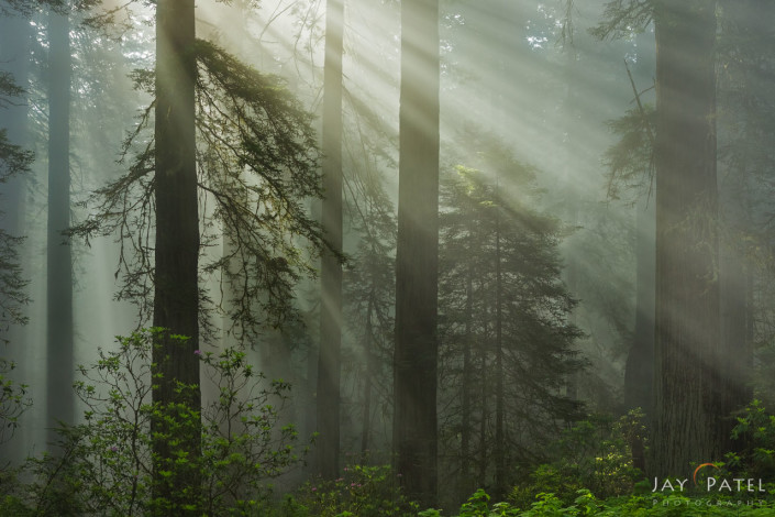 Nature Photography example with sunbeams from Redwood Forest National Park, California