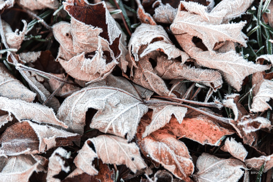A tapestry of fallen leaves dusted with frost found near by had to be adjusted slightly when edited to align with the colour palate of the first image. The sun was higher in the sky when this image was made so the yellow needed to be toned down slightly to better match the peachy glow.
