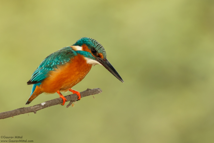 Bird Photography by Gaurav Mittal