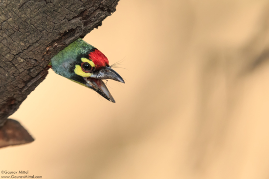 Coppersmith Barbet captured with Canon IDX + 600mm telephoto lens to create soft background.