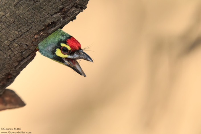 Mittal_Coppersmithbarbet