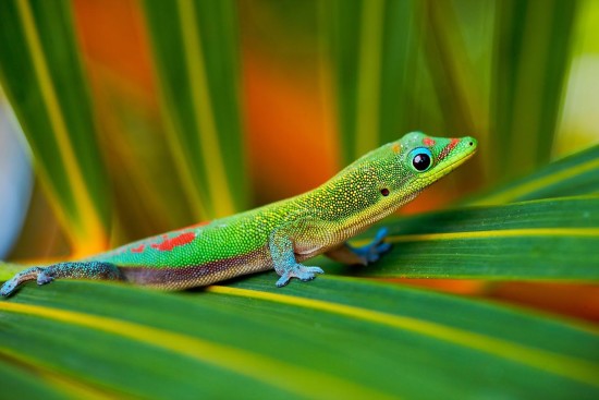 Macro Photography of Gecko, Big Island, Hawaii by CJ Kale